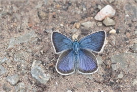 <p>MODRÁSEK LESNÍ - samička (Cyaniris semiargus) Slovensko - Belianské Tatry ----- /Mazarine blue - Rotklee-Bläuling/</p>